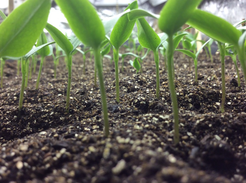 Bell Pepper Seedlings Organic CSA Kansas City