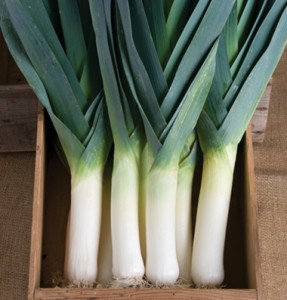 Lancelot Leeks Redfearn Farm Organic CSA Kansas City