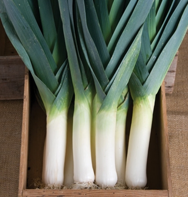 Lancelot Leeks - Redfearn Farms