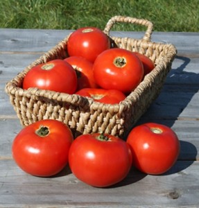 Mountain Fresh Plus Tomato Redfearn Farm CSA