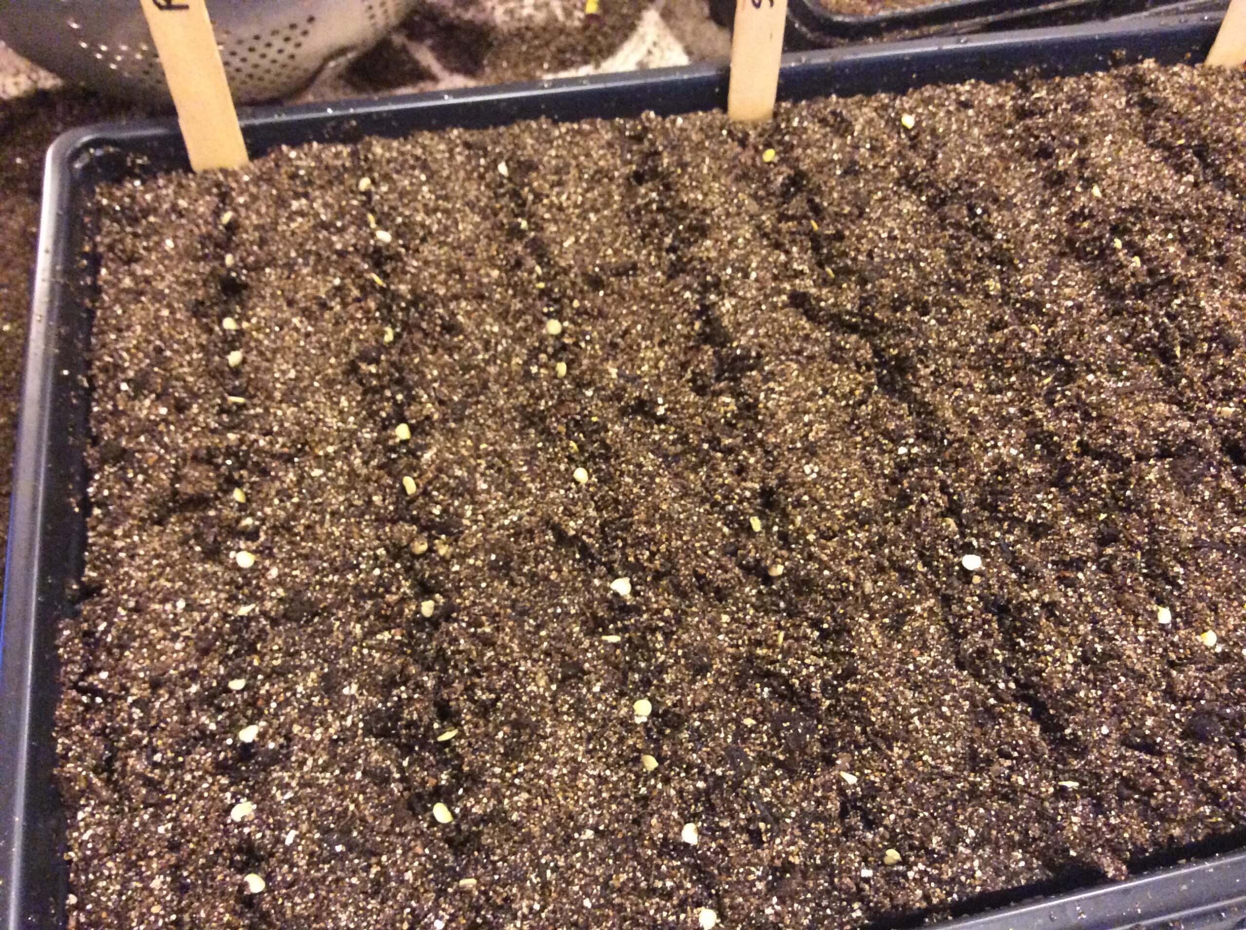 Seeds in Flat CSA Kansas City