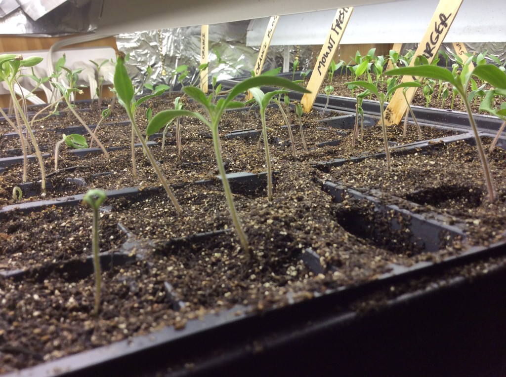 Tomato Seedlings CSA Organic Independence