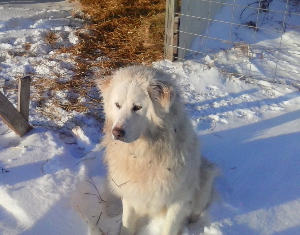 boaz snow Livestock Gaurdian Dog Independence, Kansas City, Blue Springs, Organic Farm