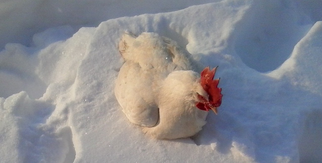 Free Range Chicken in Snow in Kansas City, Blue Springs, Independence, Lee's Summit