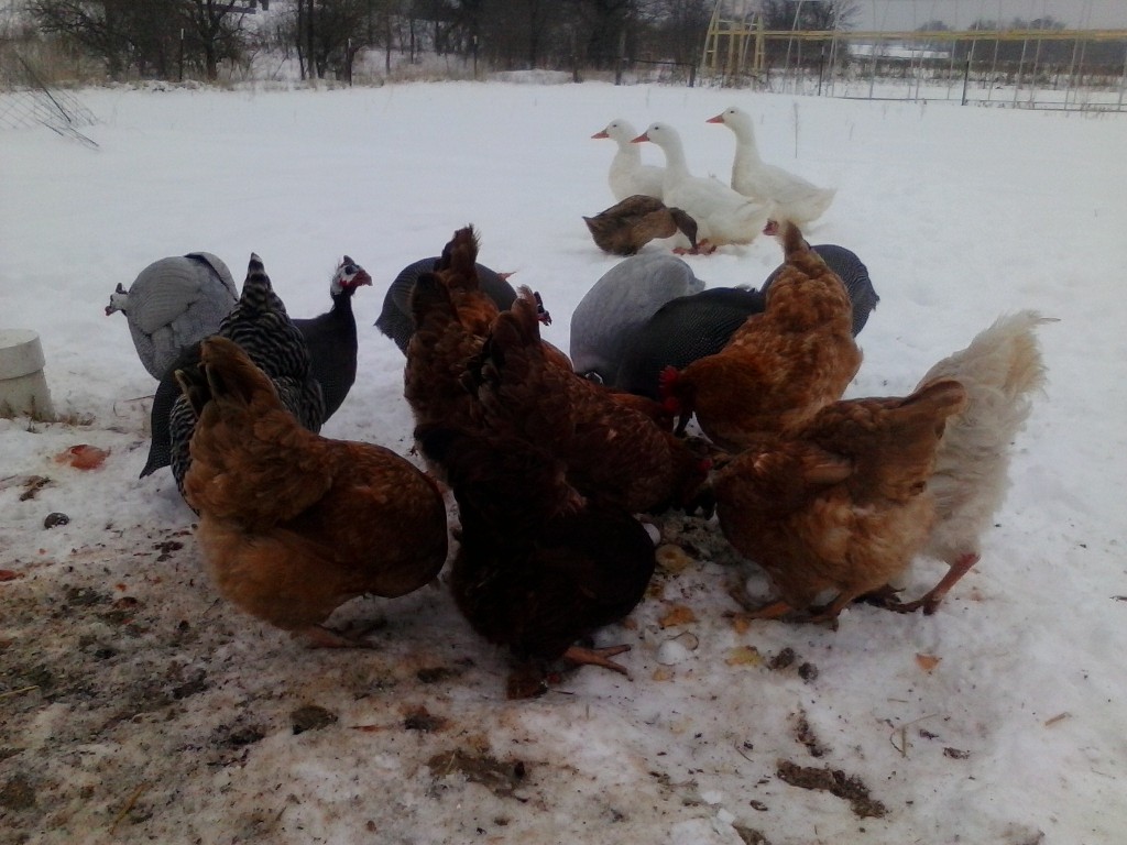 free range chickens eating Kansas City, Independence, Blue Springs Organic Farm