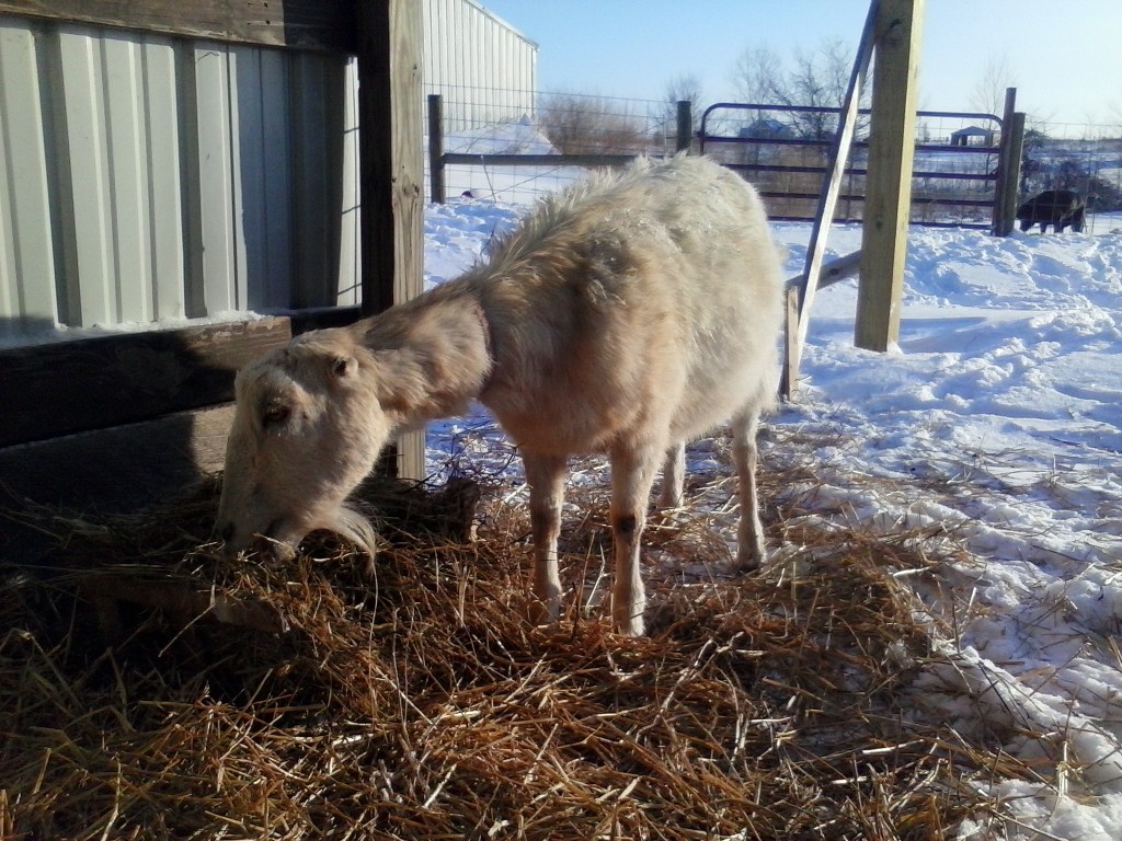 goat hay Kansas City, Independence, Blue Springs Organic Farm