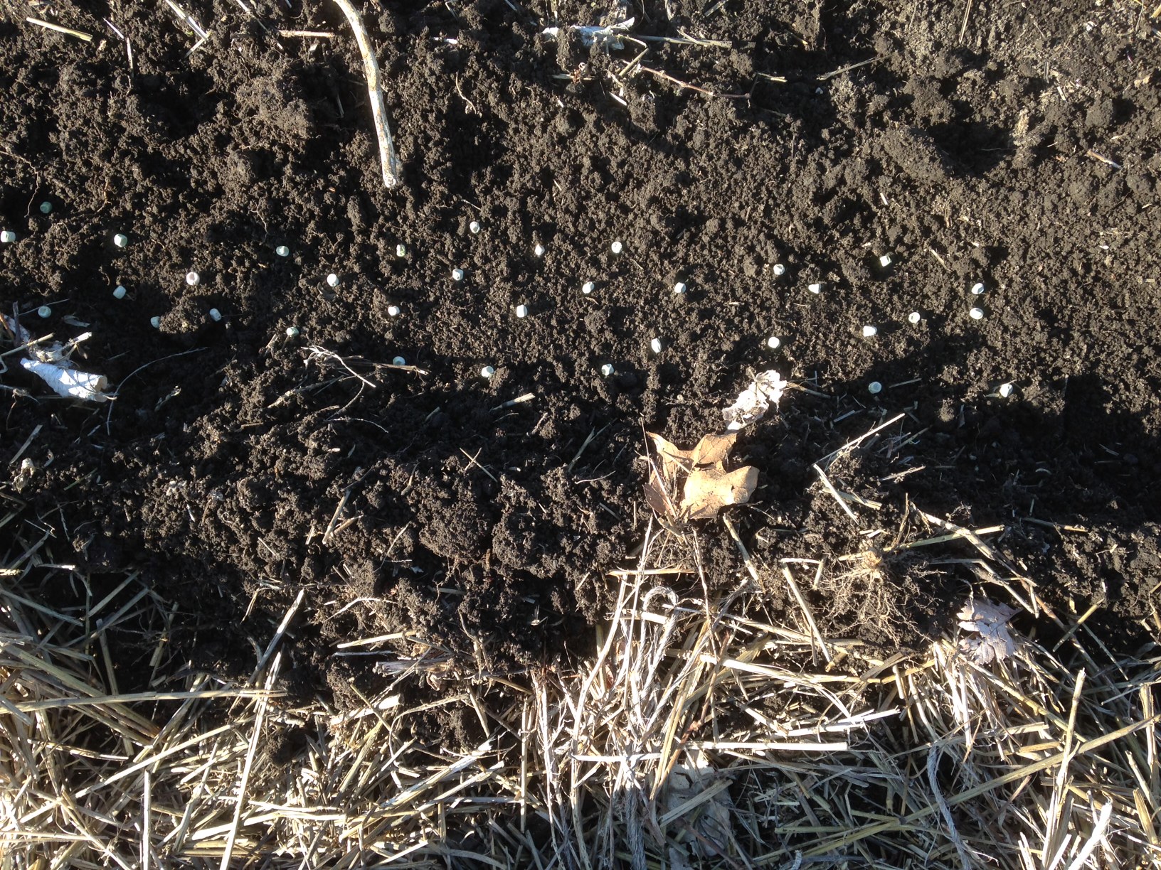 Peas in Furrow Organic Farm Kansas City, MO - Redfearn Farms