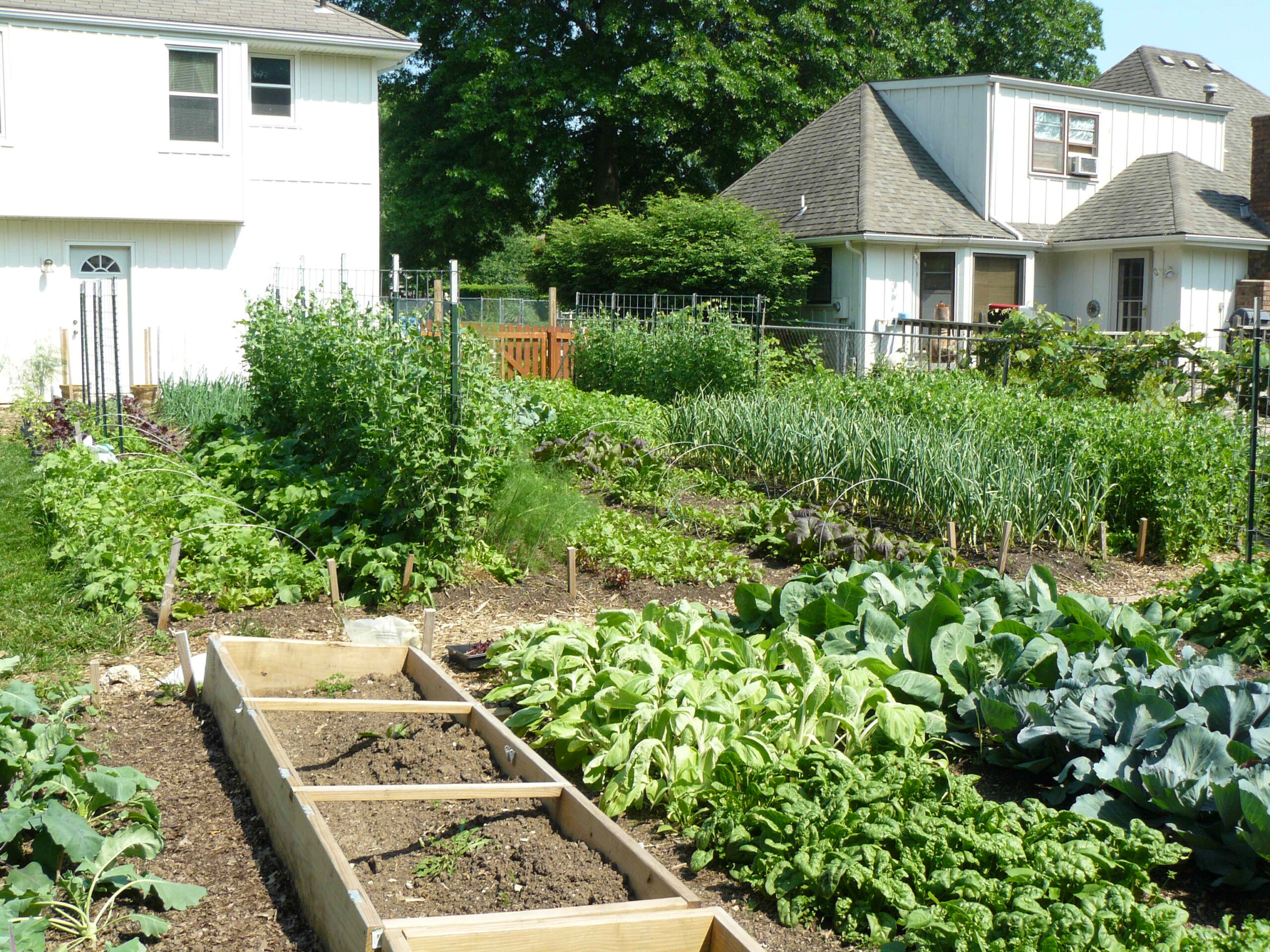 Backyard Blue Springs Garden