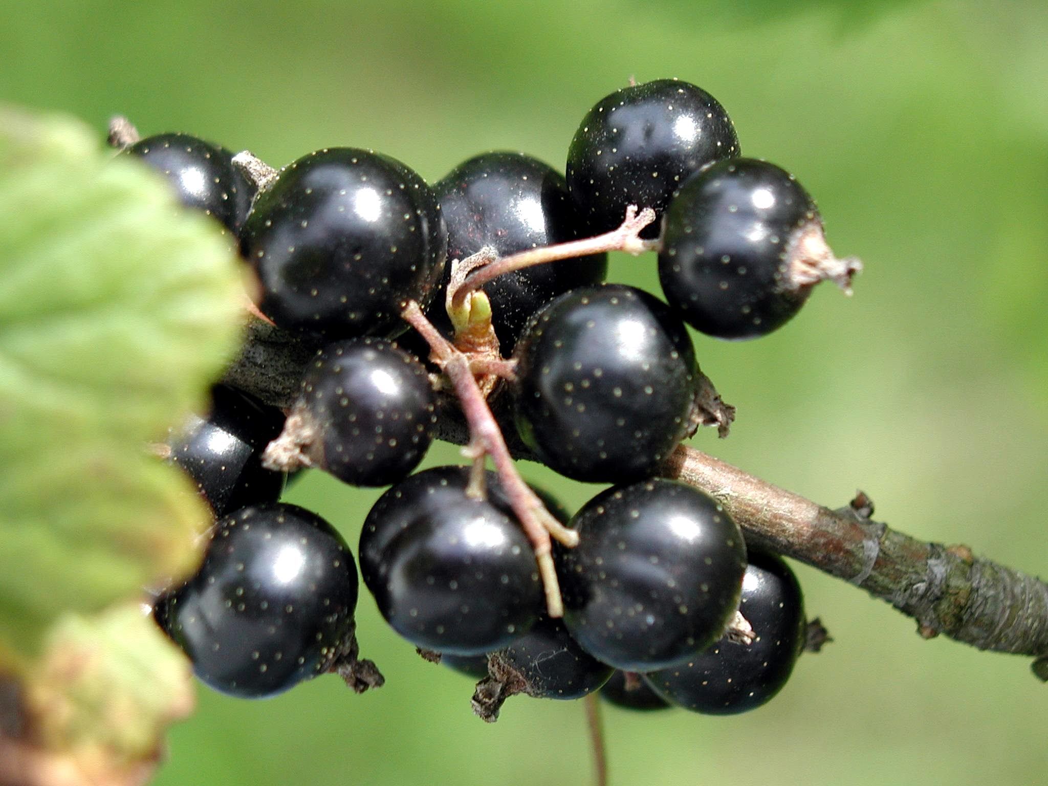 Black currant Independence MO