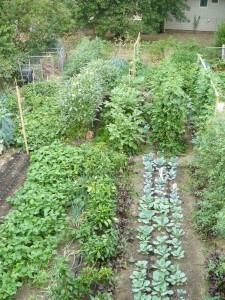 Blue Springs Organic Garden