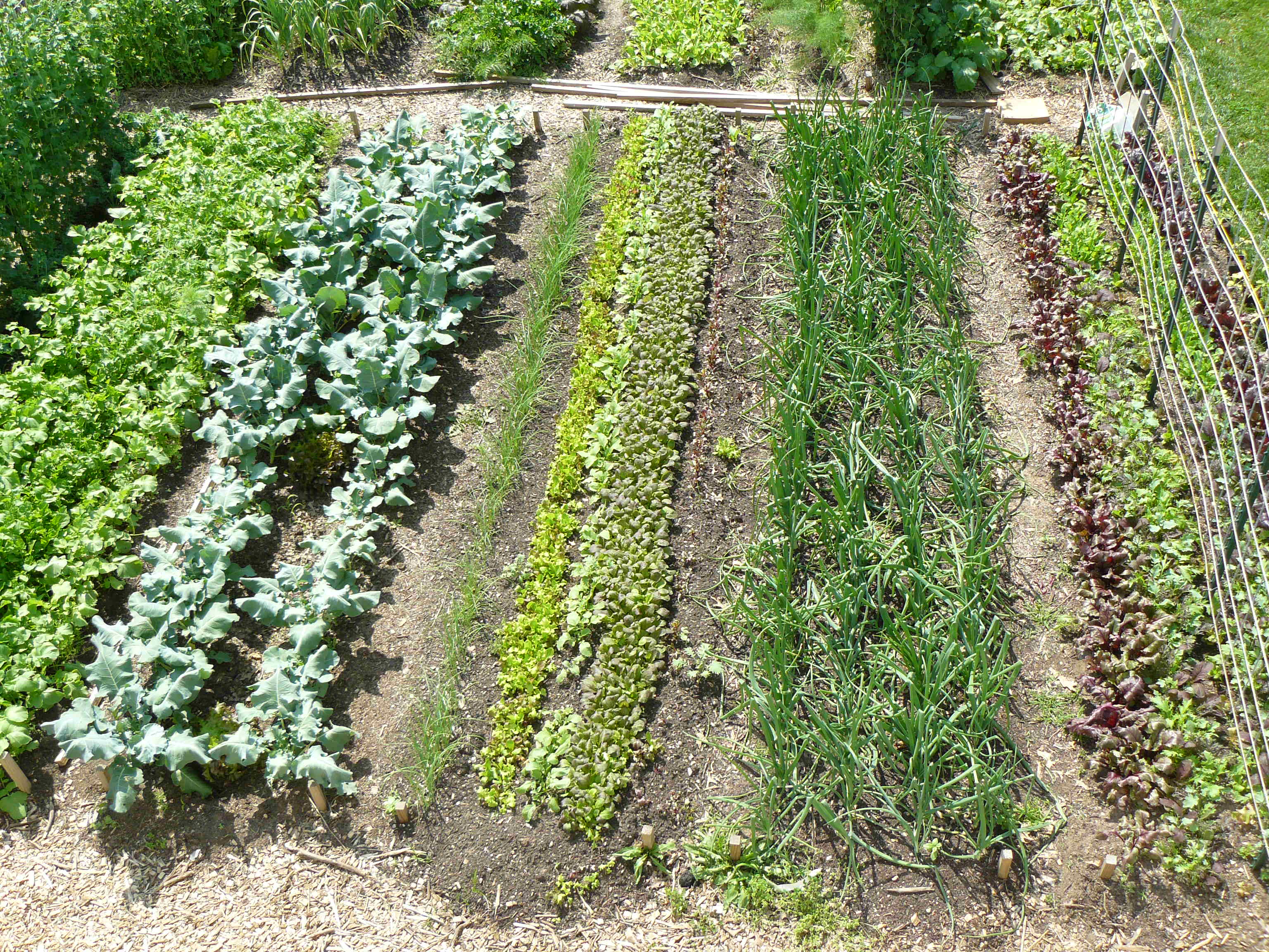Is It Cheaper to Grow Your Own Vegetables?  