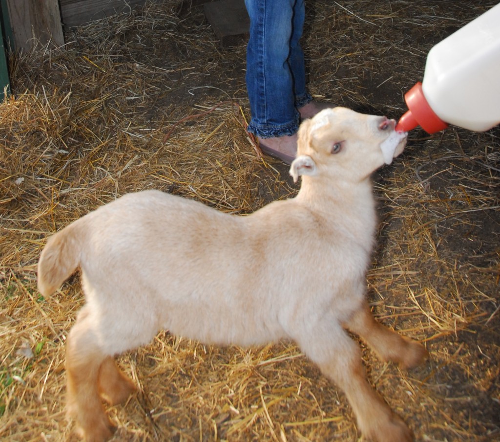 redfearn-farm-name-that-goat-competition-in-independence-mo