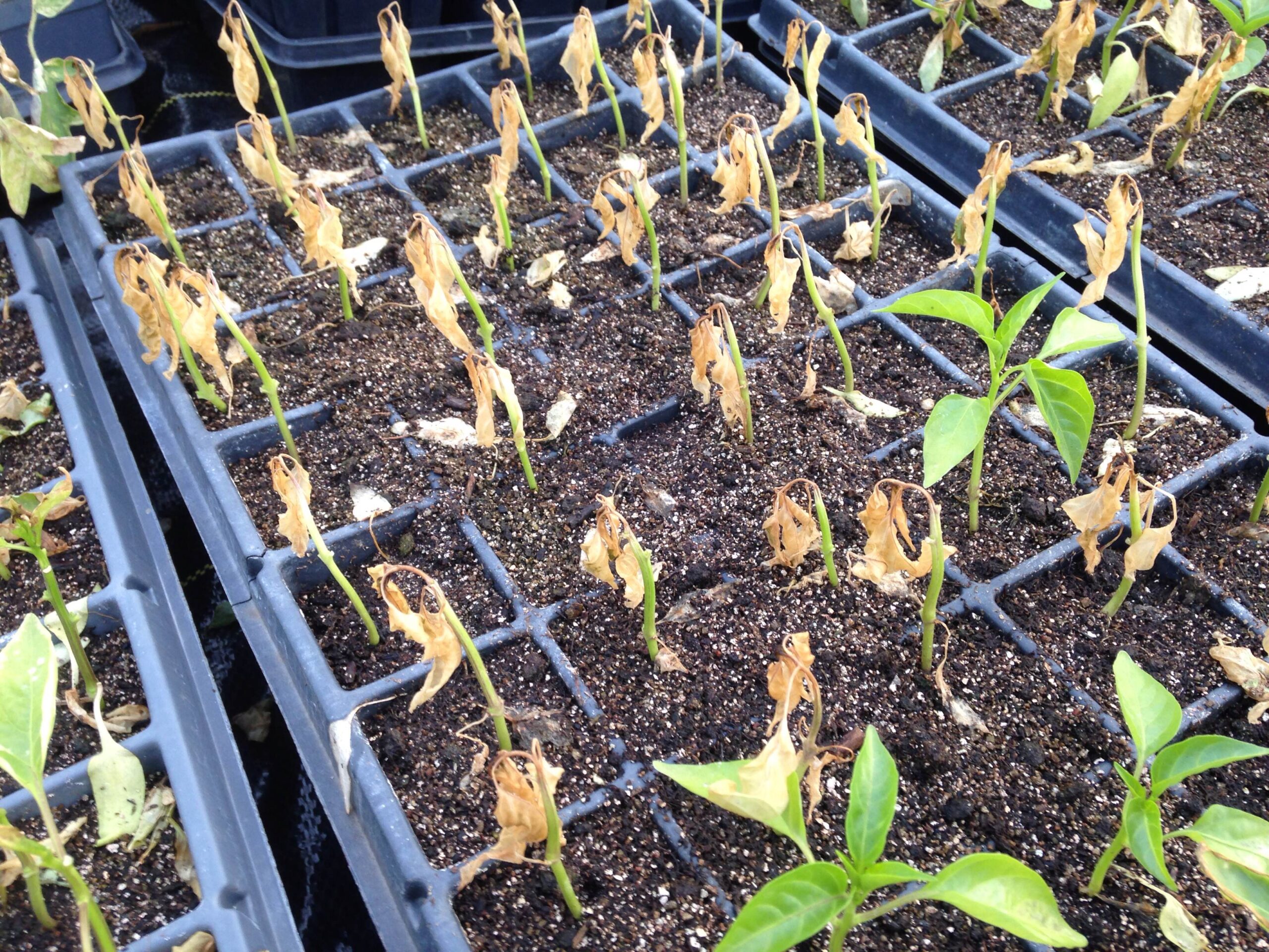 Dead Peppers at Redfearn Farm Lee's Summit