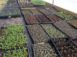 Flats of Seedlings in Greenhouse Lee's Summit