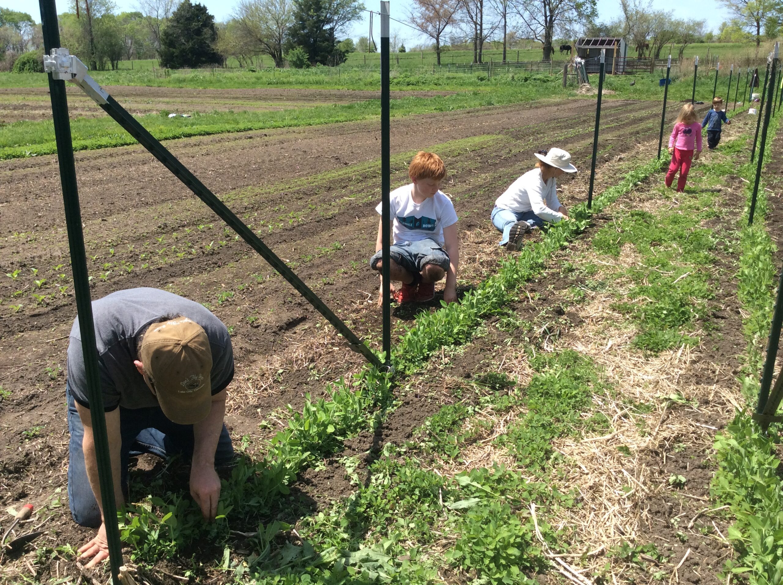 Weeding Peas in Independence, MO CSA Farm