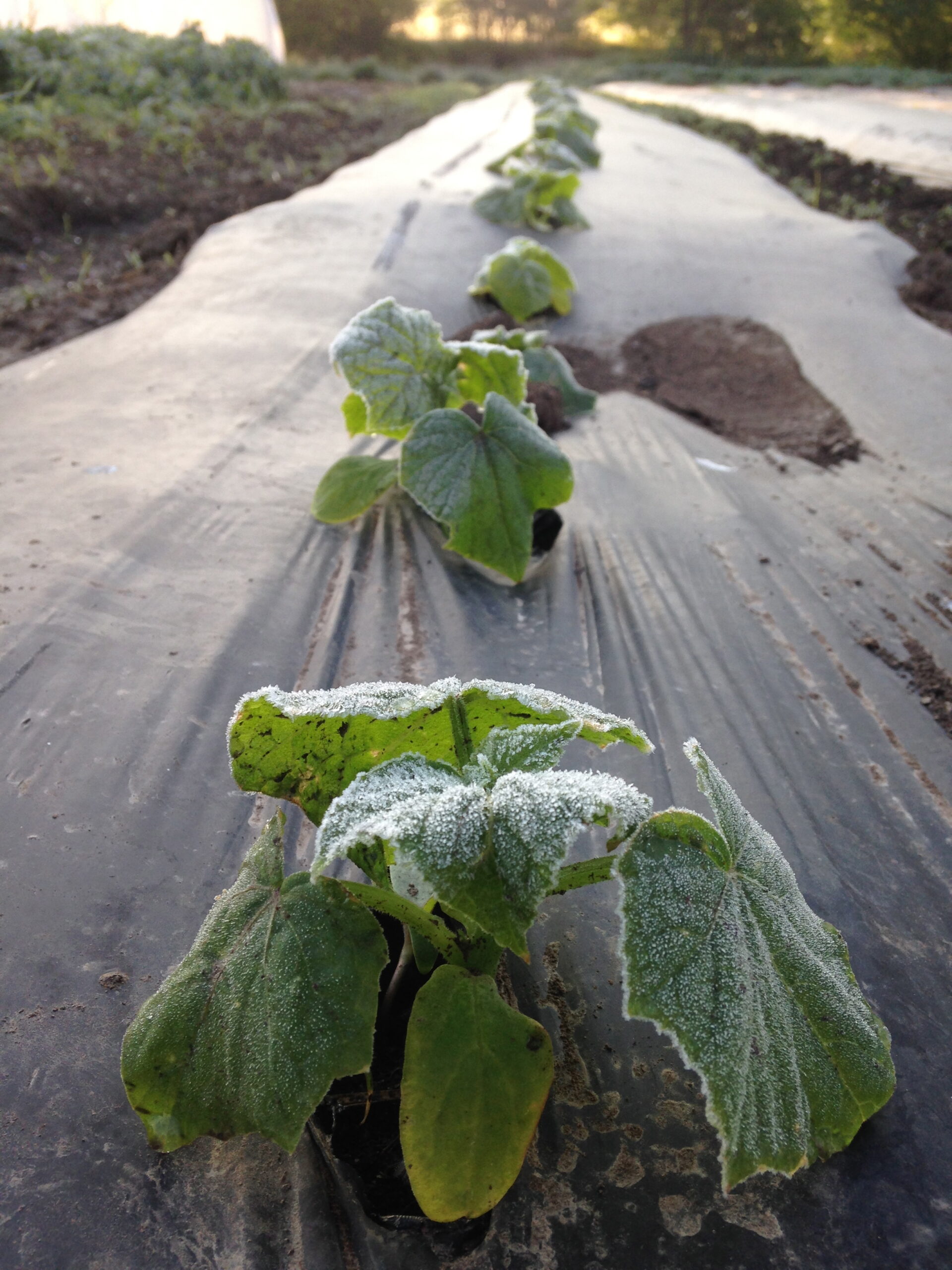 Icy Cucumbers at Independence CSA