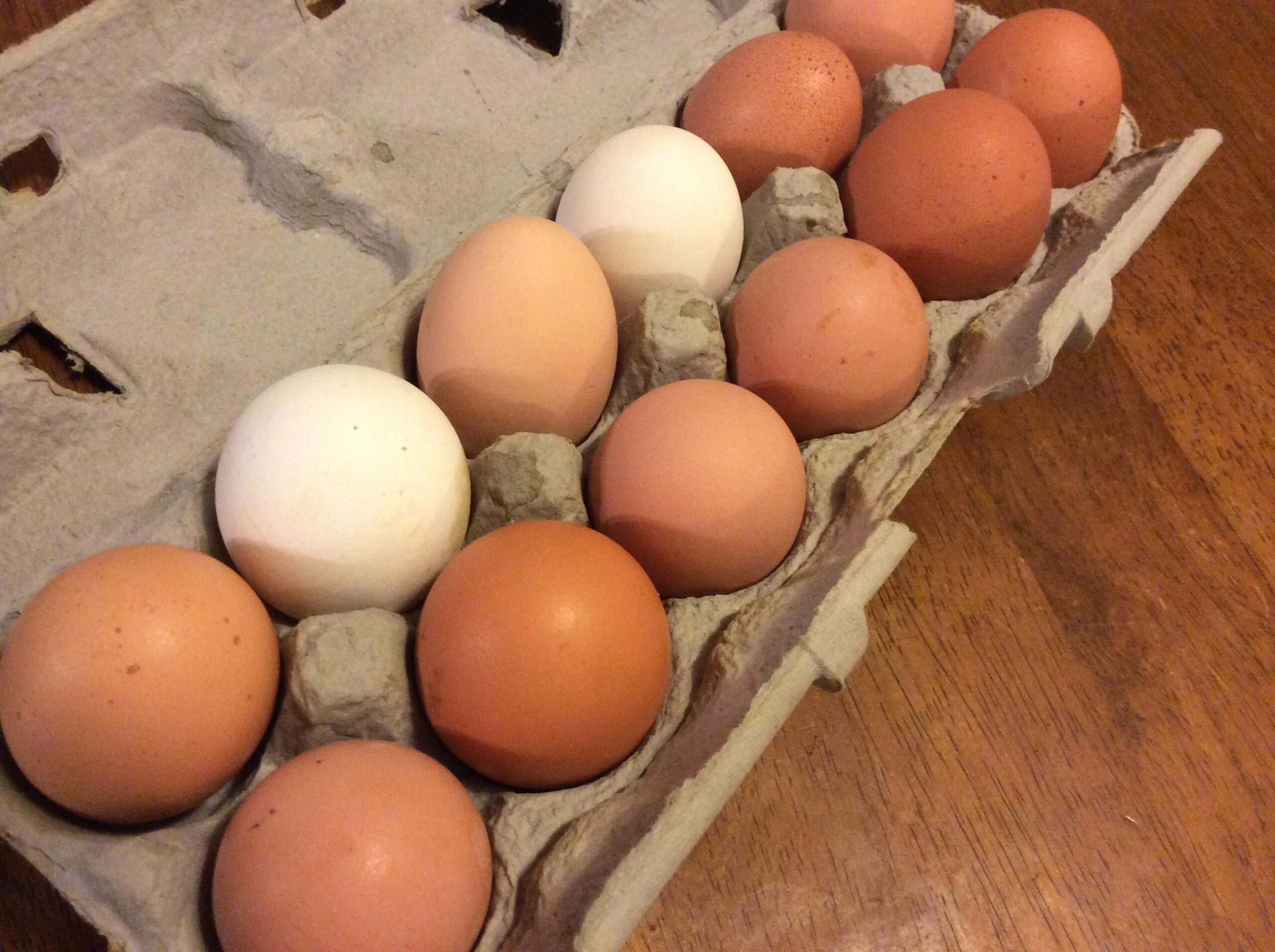 Free Range Eggs