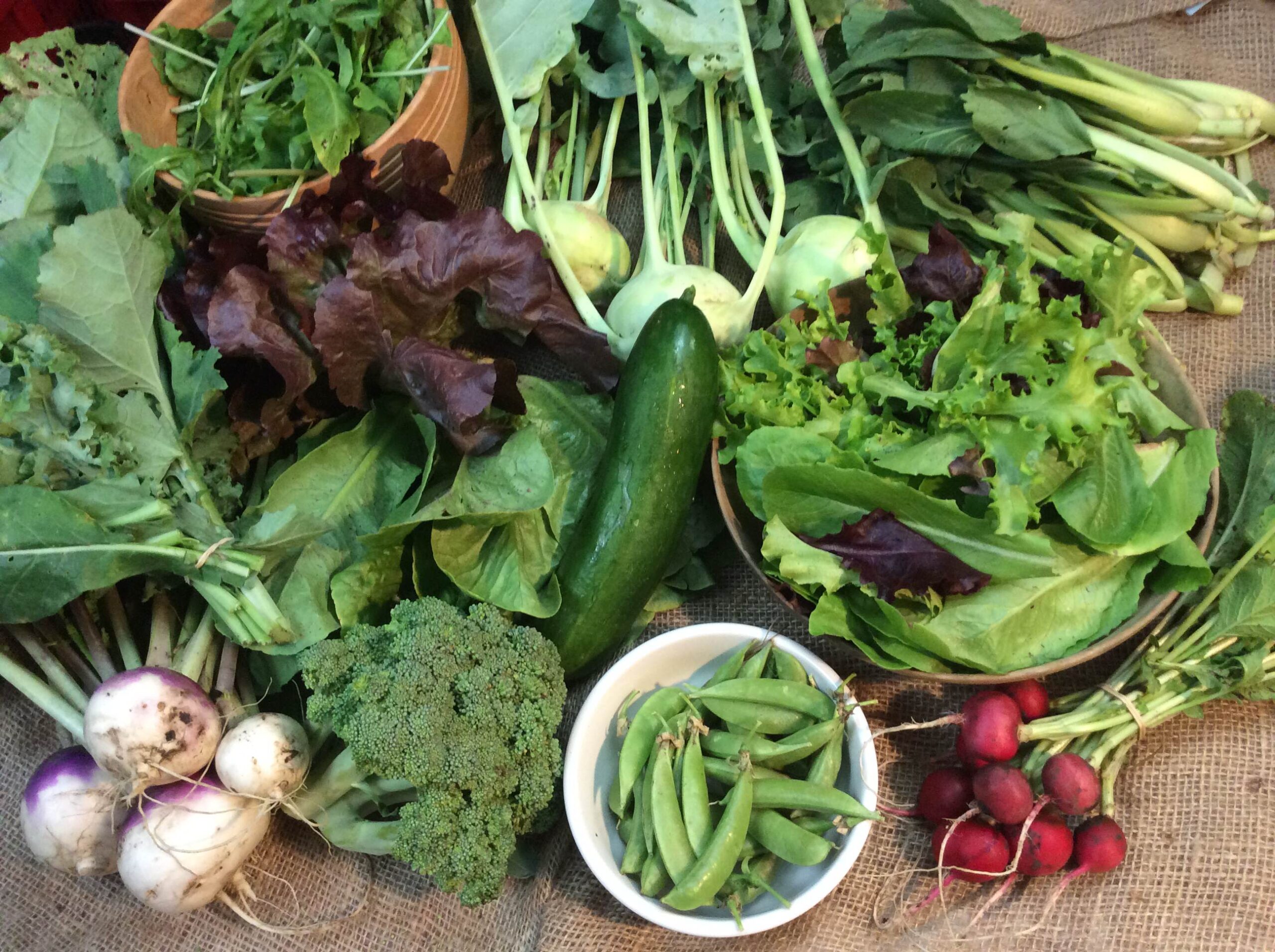 CSA week 5 Independence CSA