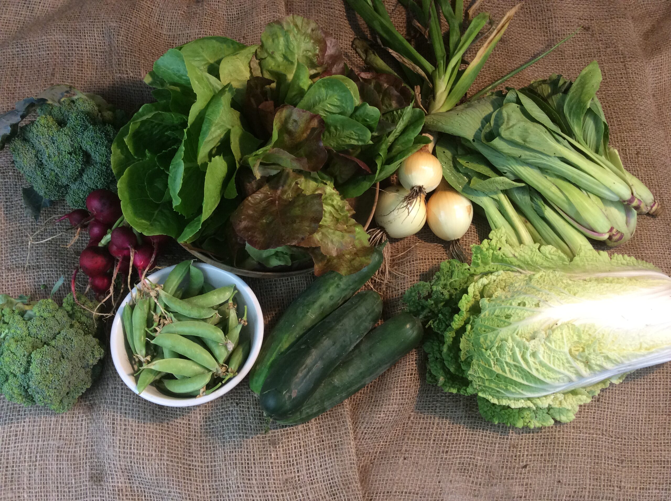 CSA week 6 Independence MO