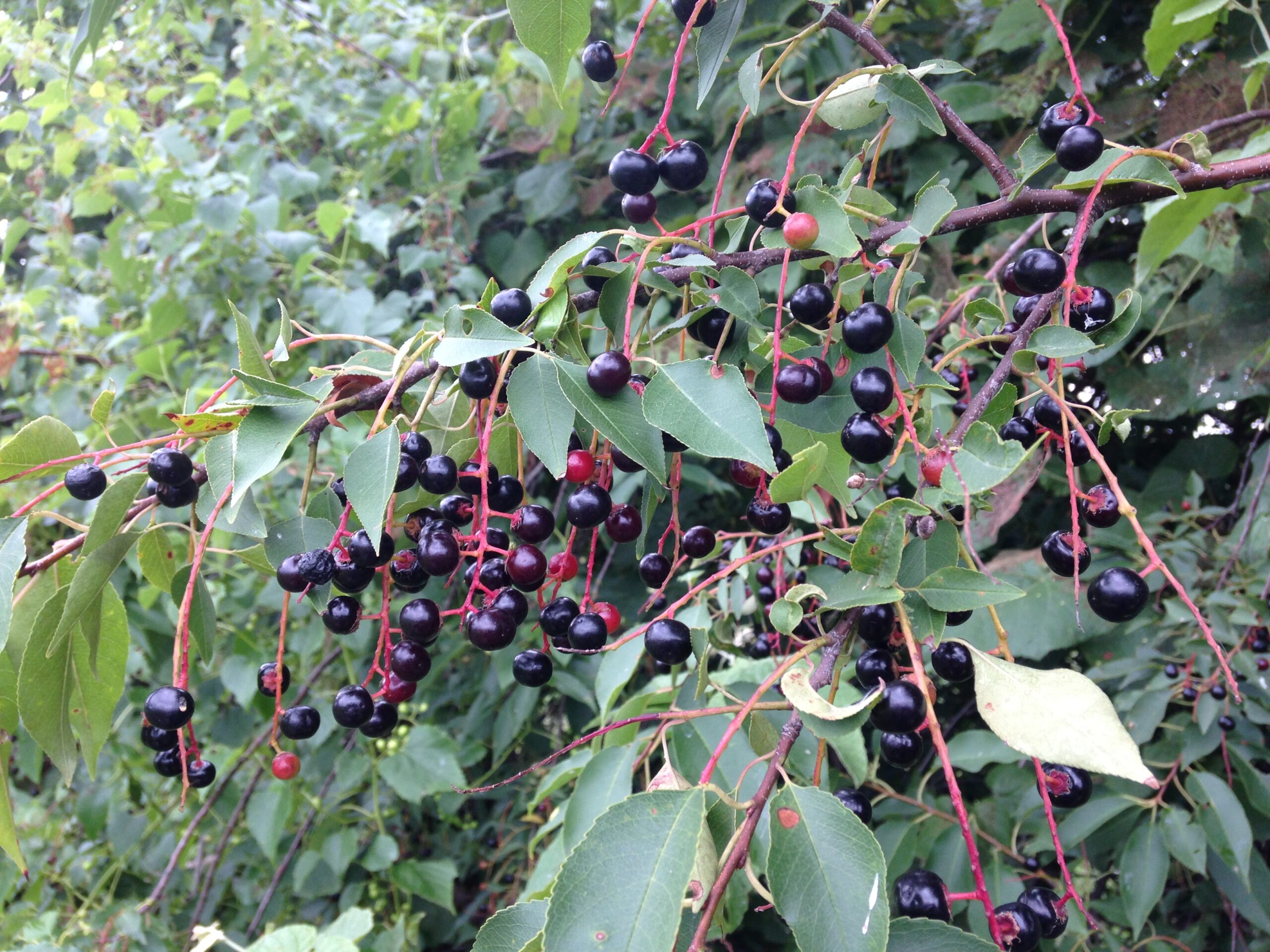 Wild Black Cherries Kansas City