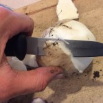 Turnip peeling Independence CSA