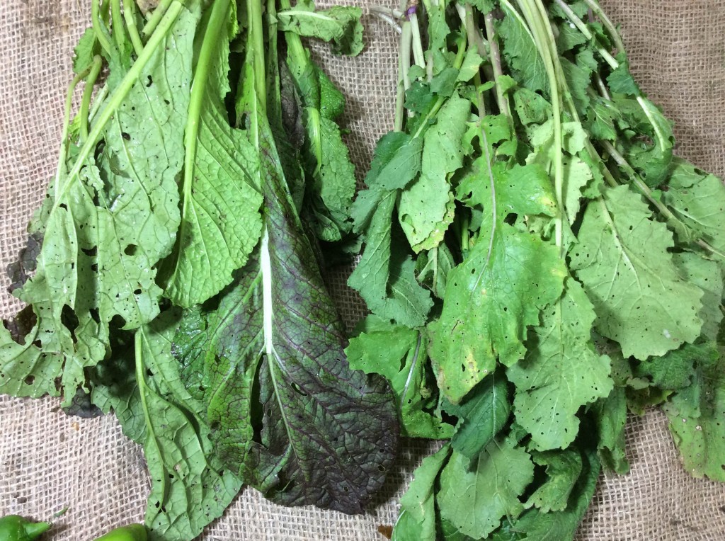 Turnip Mustard Greens Independence, MO Redfearn Farms