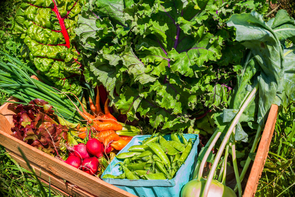 Where the Redfearn Grows Natural Farms photo 15