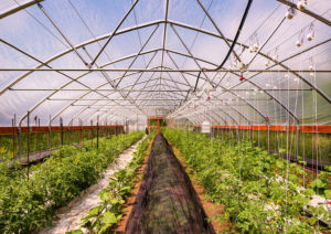 Large and Beautiful Greenhouse with Flourishing Plants